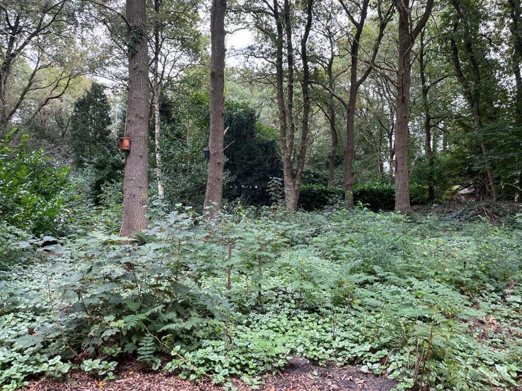 Huisje In Het Bos Zuidlaren Εξωτερικό φωτογραφία